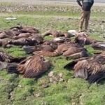 Fierce accident killed two on national highway 17 