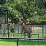 CM Himanta Biswa Sarma Attends Flag Off of Vande Bharat Express