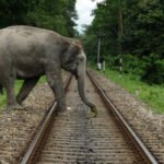 Guwahati Police Arrest Two Individuals for Attempting to Sell Fake Gold Boats