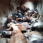 Assam Cricketer Uma Chetry Honored for National Team Selection