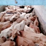 Accused Police Officer of Ghograpar Found Unconscious in Guwahati