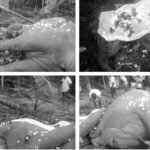 Assam Artists to Perform Bhaona in Ujjain, Madhya Pradesh