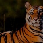 India Announces New Support Initiatives at Pacific Islands Forum