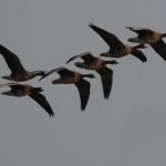 Akhil Gogoi Suspended Again After Heated Clash With Bimal Bora in Assembly