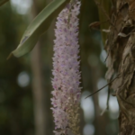 Bohag Without Zubeen: A Sense of Incompleteness Amid Festive Joy Across Assam